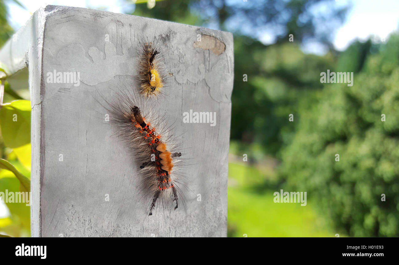 Rusty Tussock Moth, Vapourer Moth (Orgya antiqua), caterpillar at a wall with exuvia, Germany, North Rhine-Westphalia Stock Photo