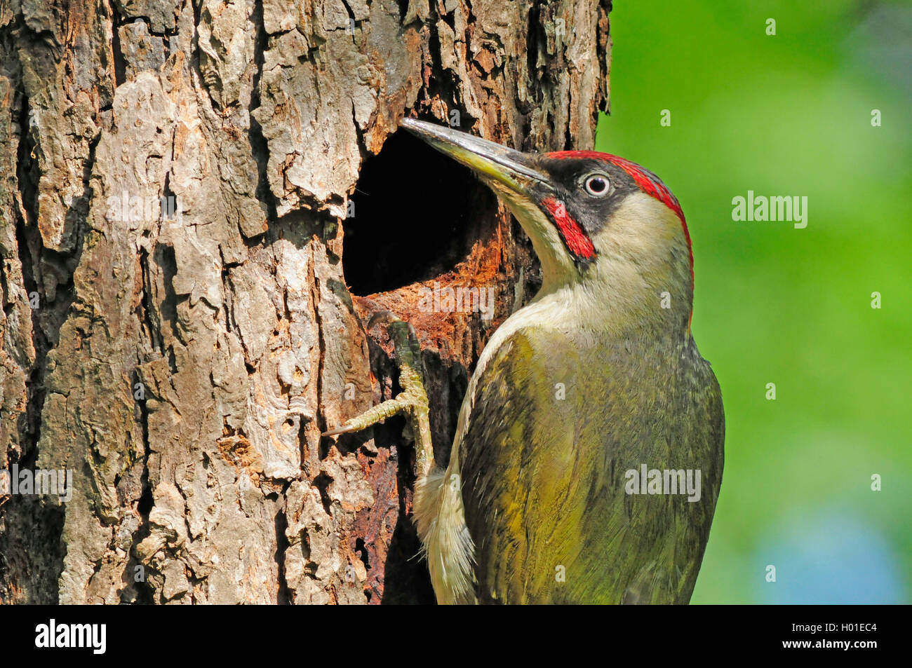 Gruenspecht, Gruen-Specht (Picus viridis), Maennchen an Bruthoehle, Deutschland, Rheinland-Pfalz | green woodpecker (Picus virid Stock Photo