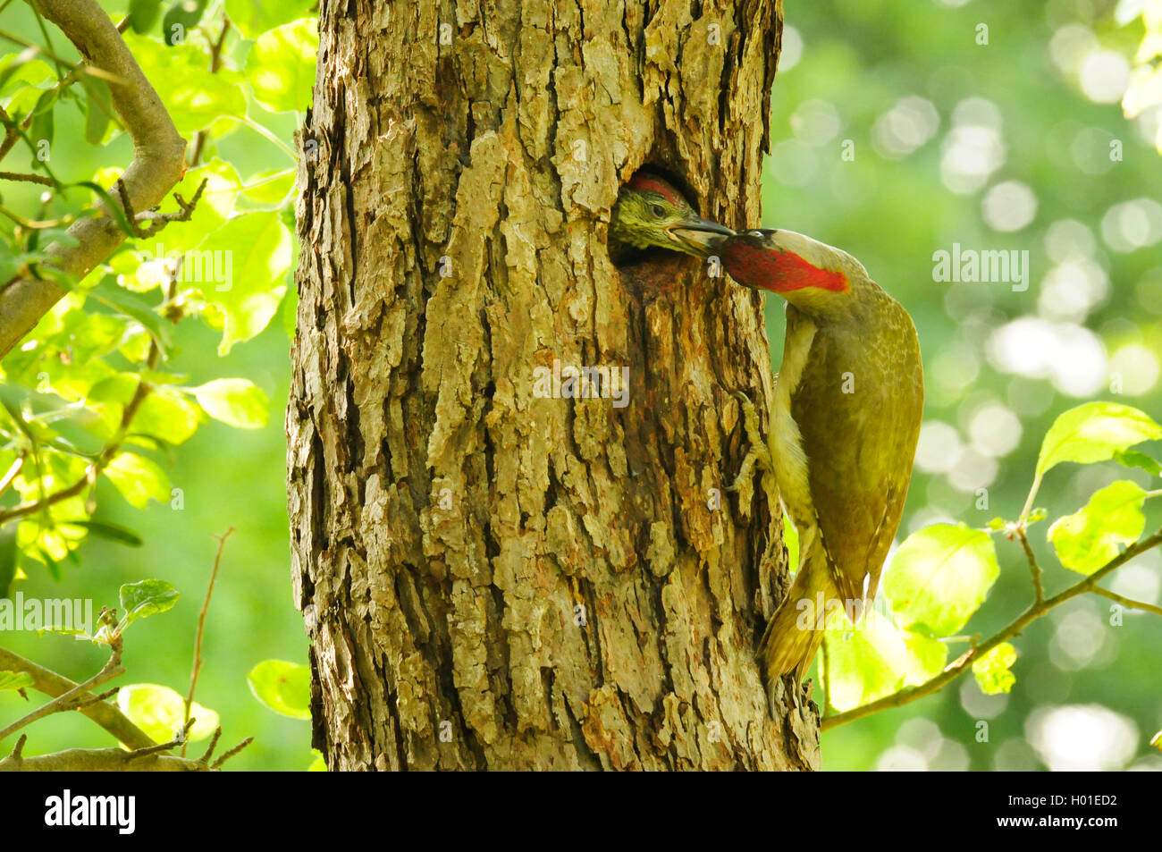 Gruenspecht, Gruen-Specht (Picus viridis), fuettert Kueken, Deutschland, Rheinland-Pfalz | green woodpecker (Picus viridis), fee Stock Photo