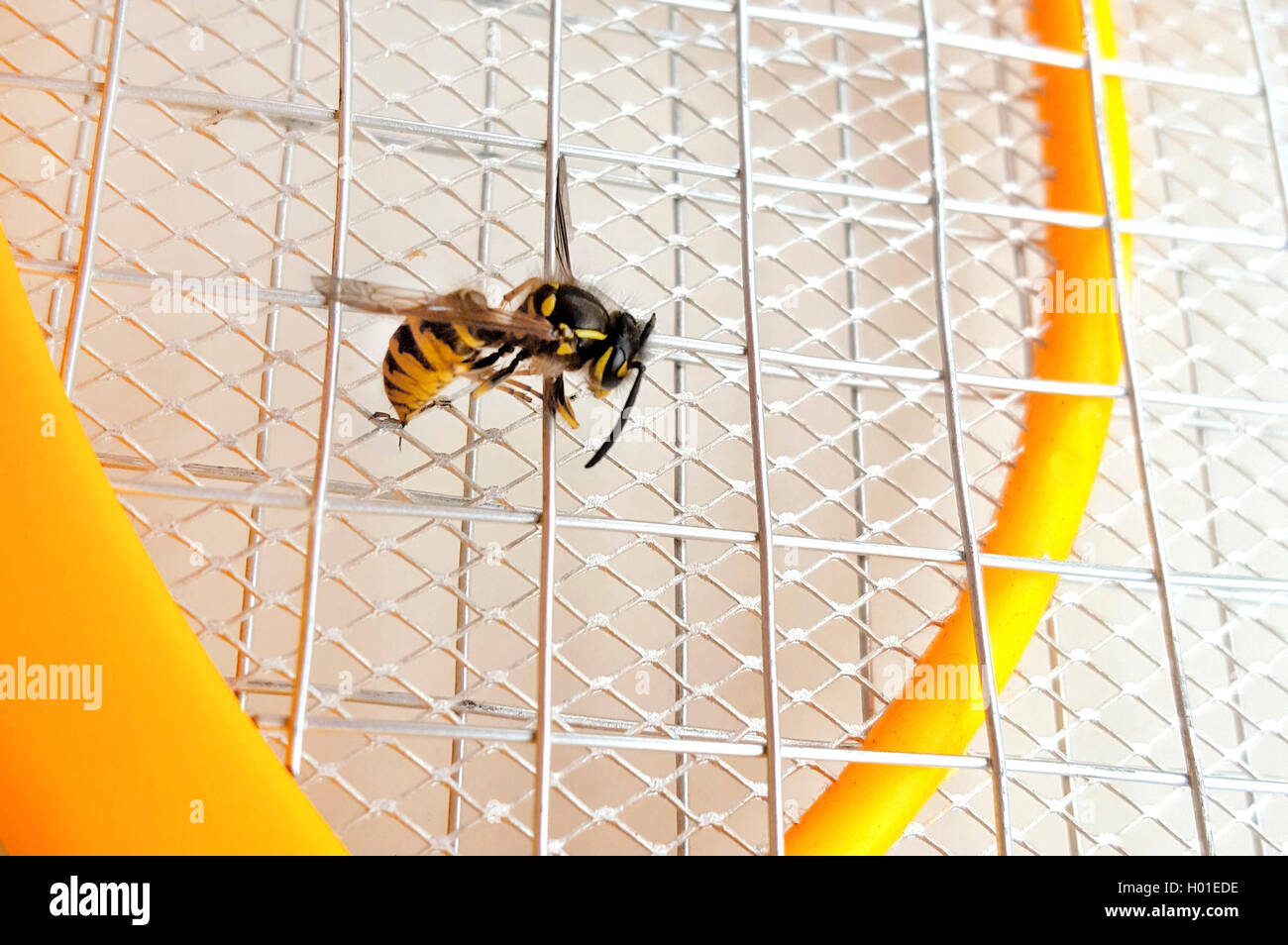 wasp was electrocuted by electric fly flap Stock Photo Alamy