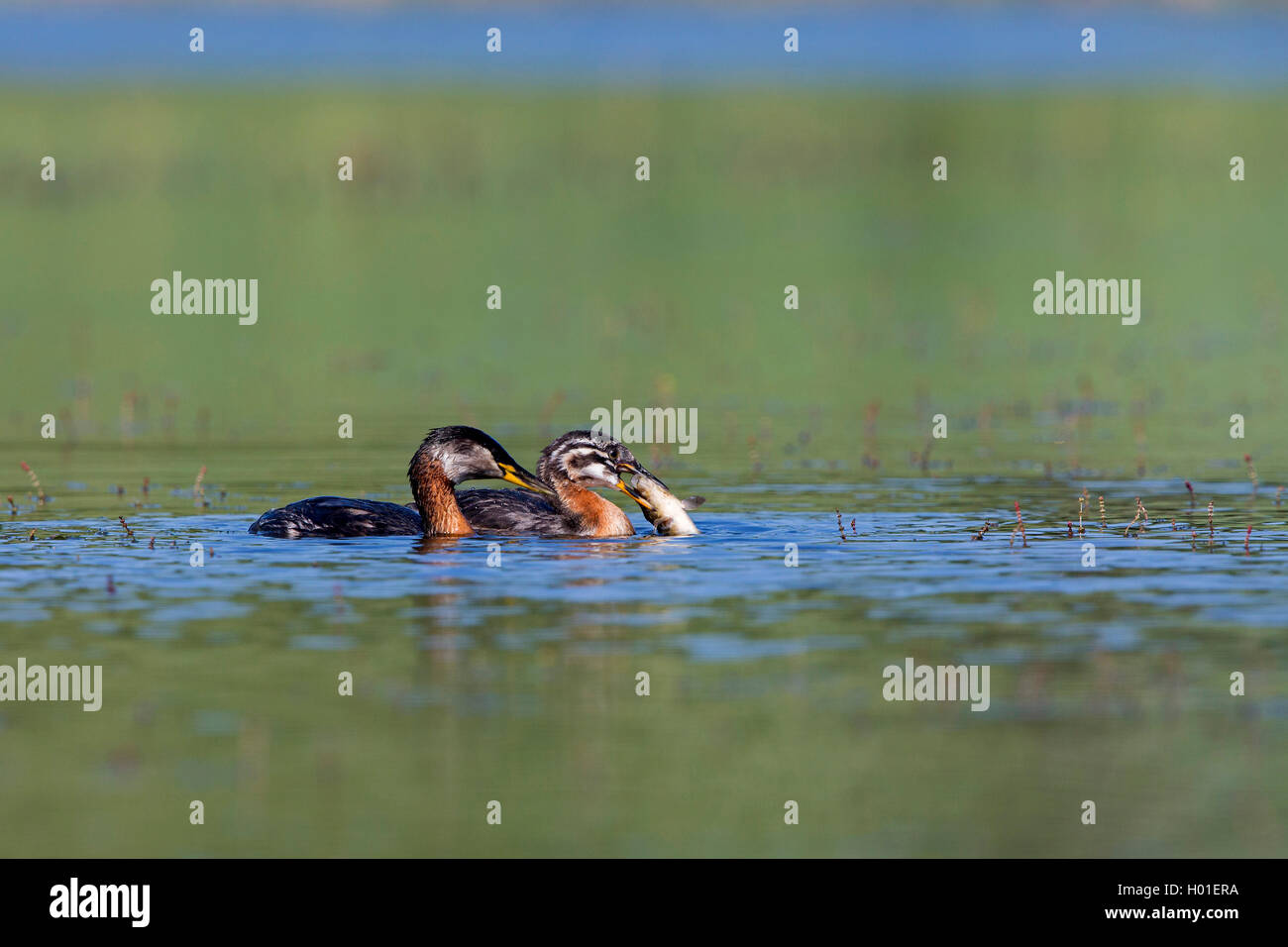 red-necked grebe (Podiceps grisegena), adult bird swimming by a young bird with captured fish in the bill, side view, Germany Stock Photo