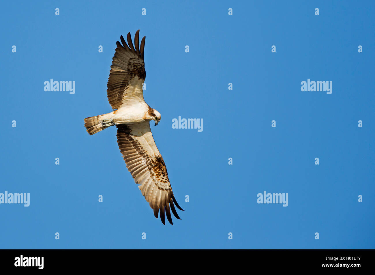 Fischadler, Fisch-Adler (Pandion haliaetus), im Flug, Ansicht von unten, Deutschland | osprey, fish hawk (Pandion haliaetus), in Stock Photo