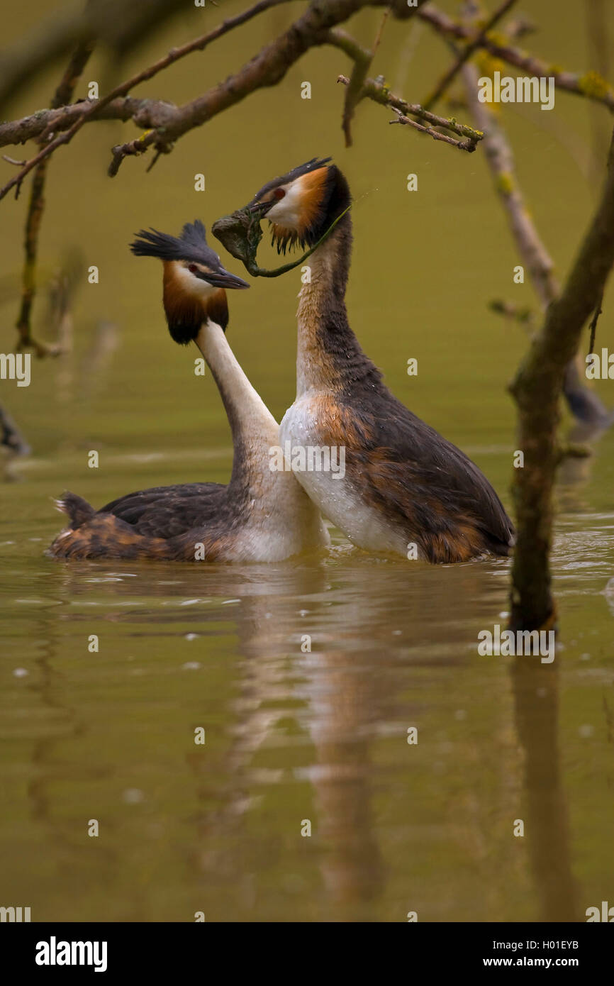 Haubentaucher, Hauben-Taucher (Podiceps cristatus), balzendes Paar im Wasser, Pinguin-Pose mit gleichzeitigem Praesentieren von  Stock Photo