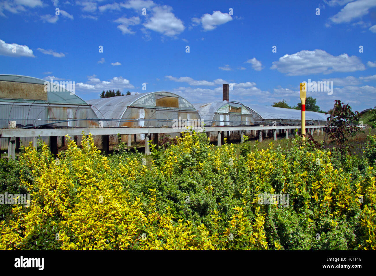 greenhouses of a garden centre, Germany Stock Photo