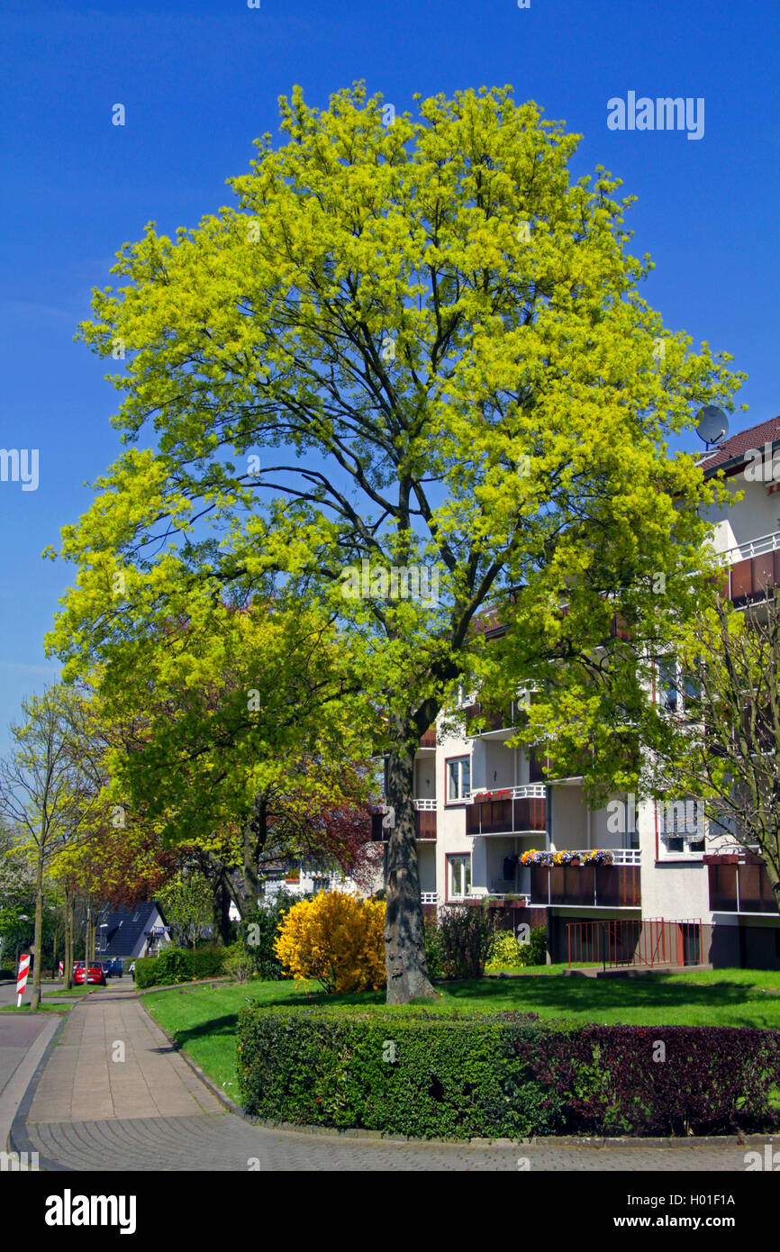Norway maple (Acer platanoides), blooming, Germany Stock Photo