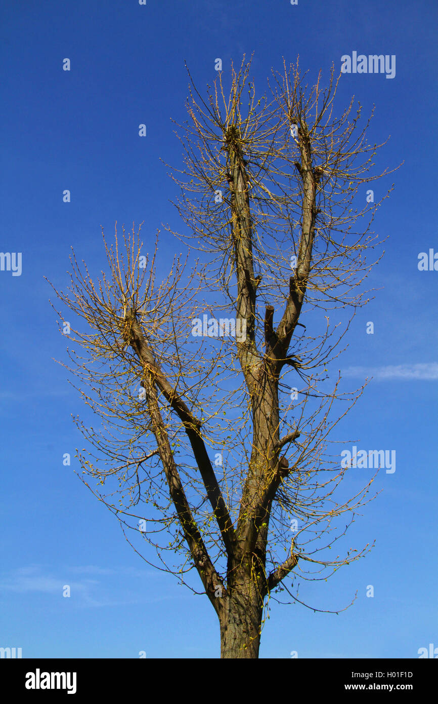 basswood, linden, lime tree (Tilia spec.), Germany Stock Photo