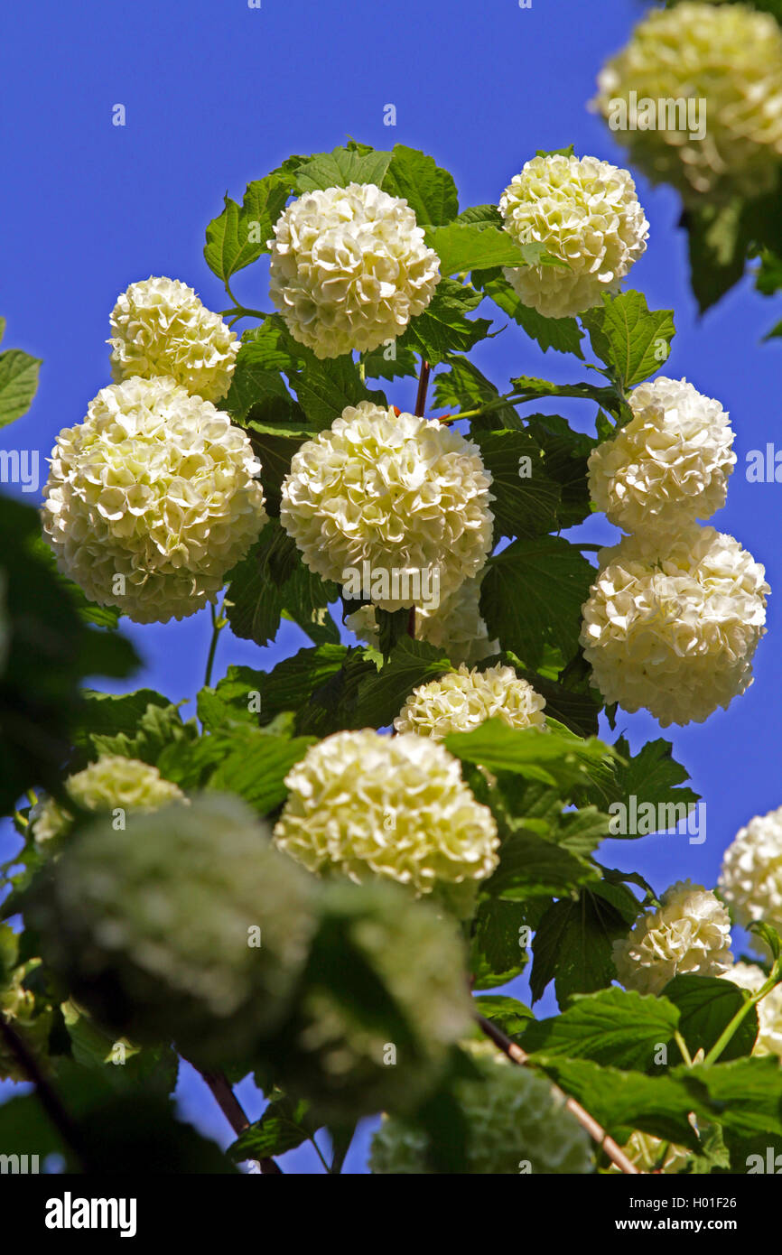 Gefuellter Schneeball (Viburnum opulus 'Roseum', Viburnum opulus Roseum), bluehende Sorte Roseum | rose viburnum (Viburnum opulu Stock Photo