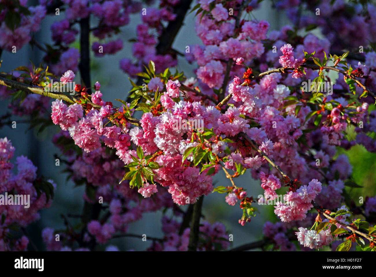 Gefuellte Stock Photos & Gefuellte Stock Images - Alamy