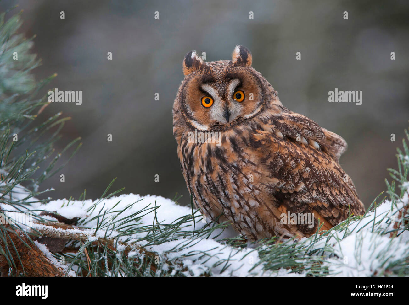 long-eared owl (Asio otus), sitting on a snow-capped conifer branch, Germany, Bavaria Stock Photo