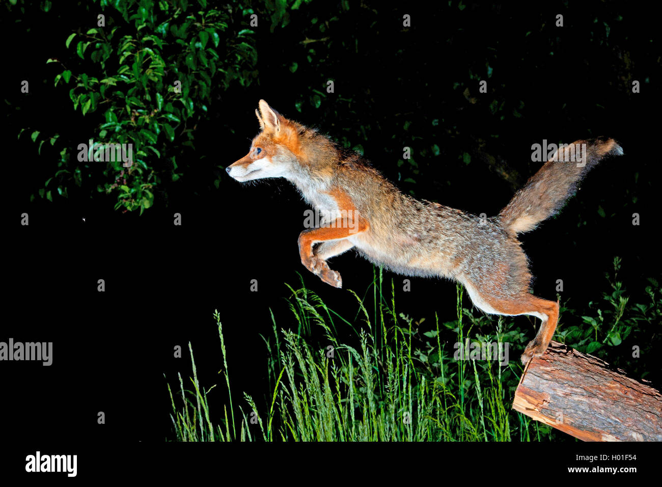 red fox (Vulpes vulpes), jumping fox, Germany, BadenWuerttemberg Stock