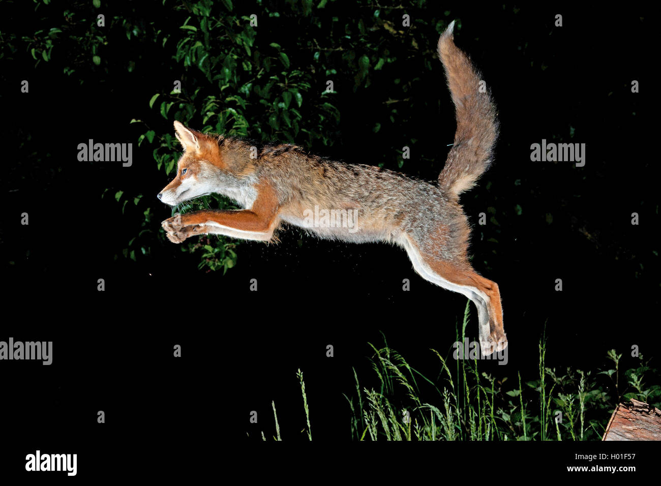 red fox (Vulpes vulpes), jumping fox, Germany, BadenWuerttemberg Stock