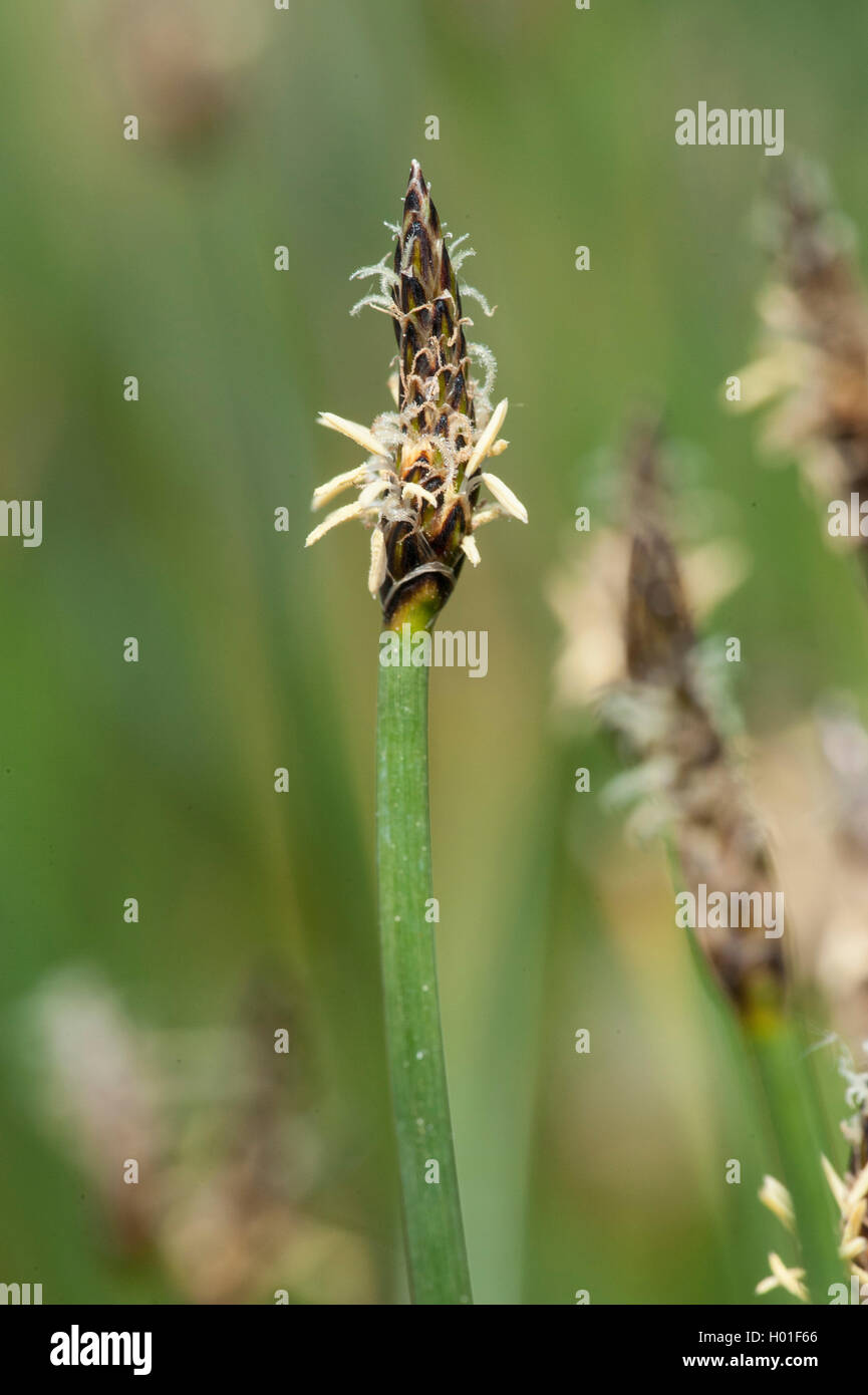 creeping spike-rush, common spike-rush, pale spike-rush (Eleocharis palustris), inflorescence, Germany Stock Photo