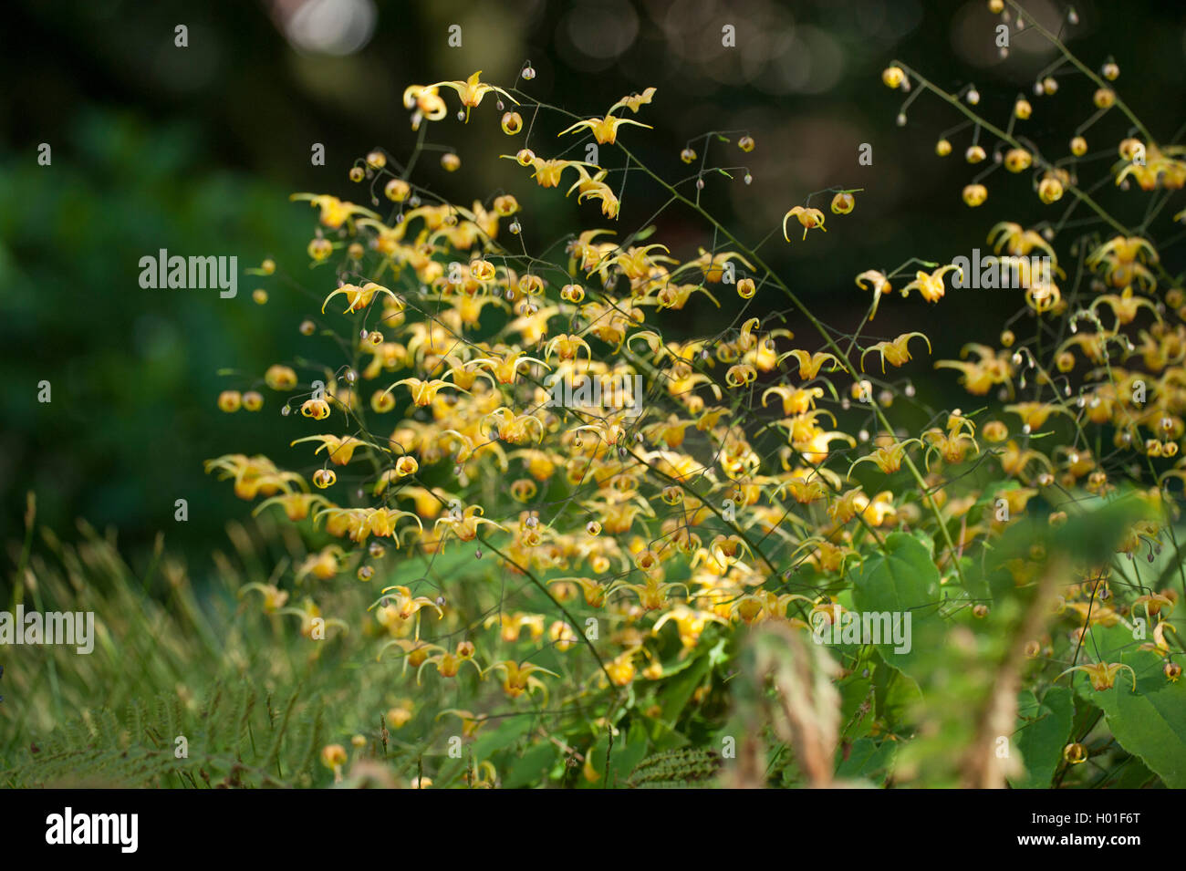 Fairy wings (Epimedium davidii), blooming Stock Photo