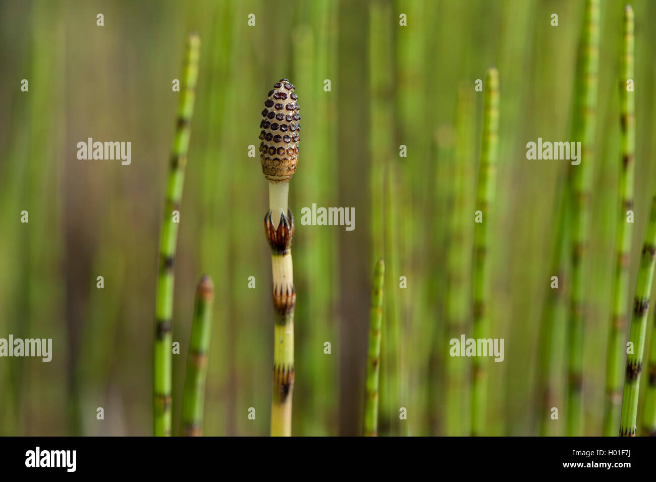 water horsetail (Equisetum fluviatile), sprouts, Germany Stock Photo