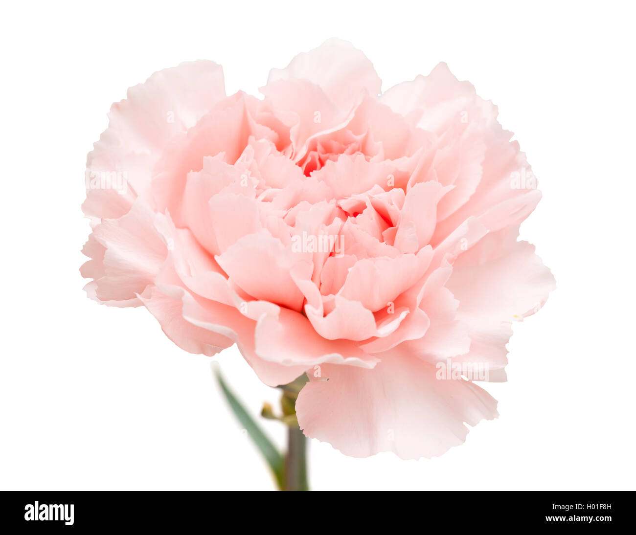 gentle pink carnation flower isolated on white background Stock Photo