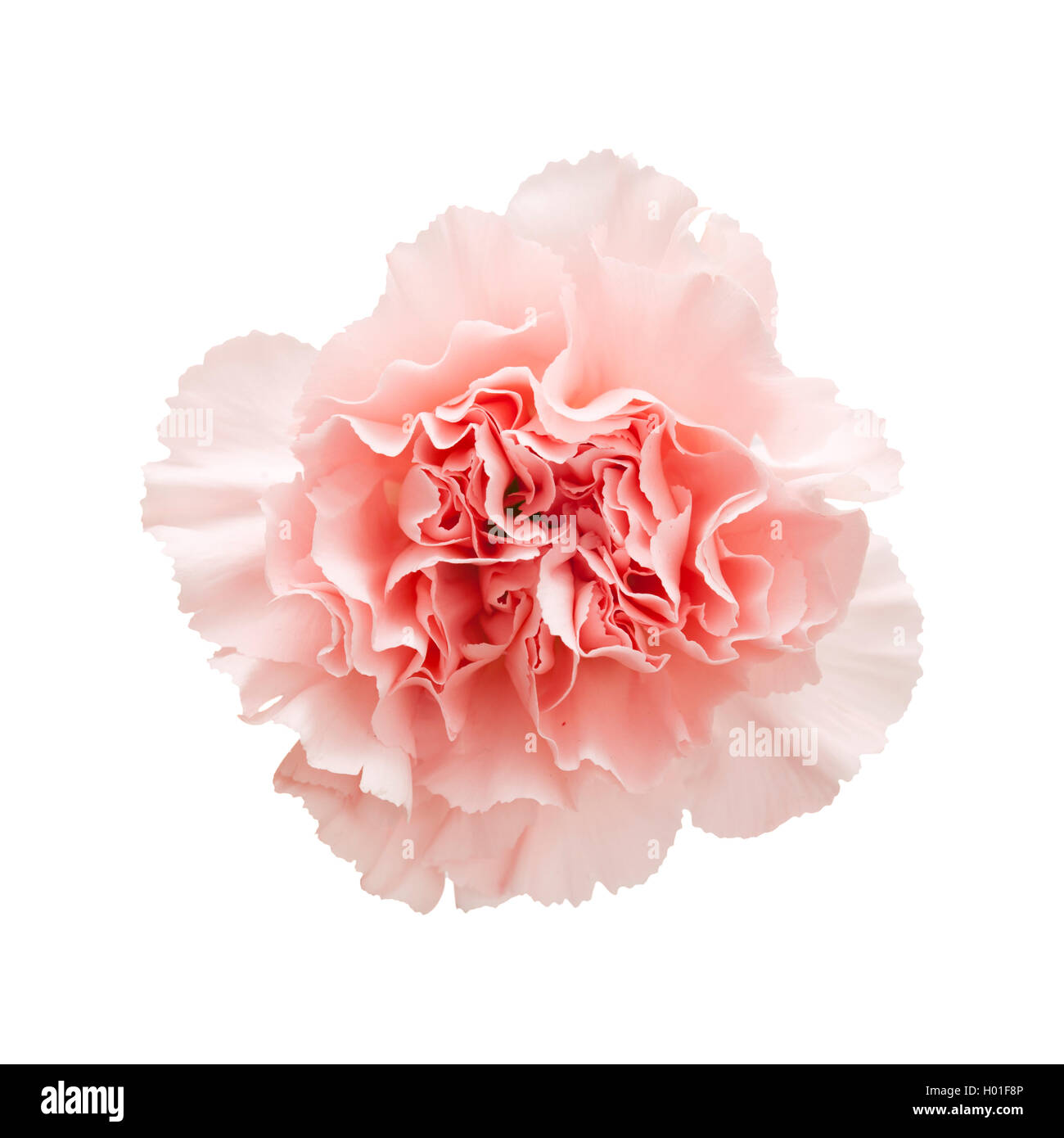 gentle pink carnation flower isolated on white background Stock Photo ...