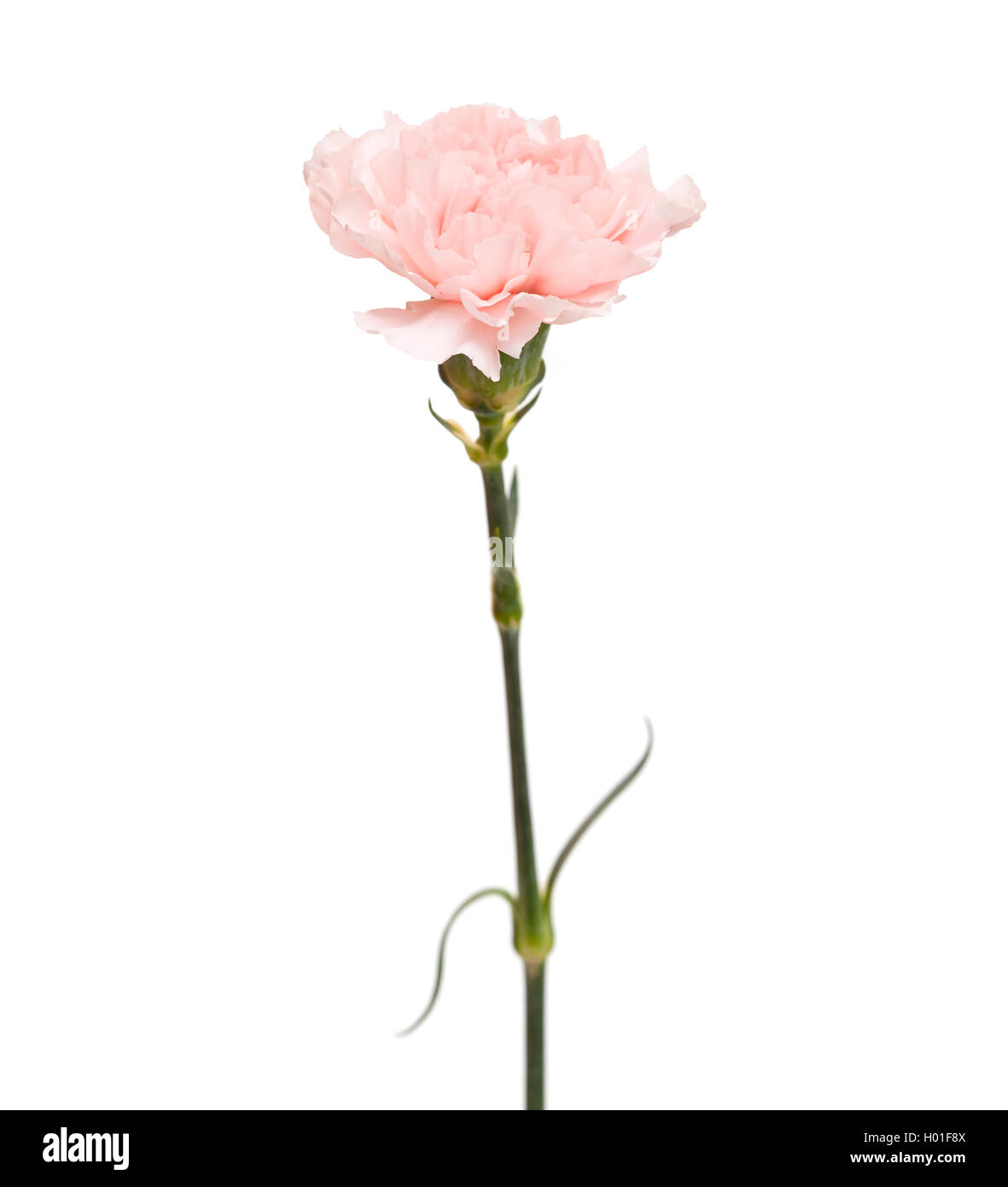gentle pink carnation flower isolated on white background Stock Photo ...