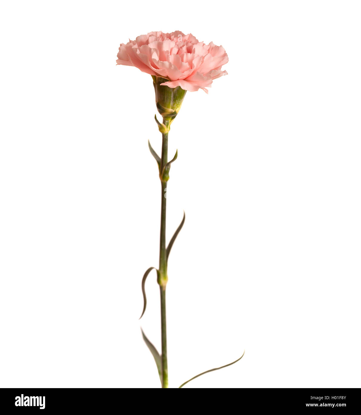 gentle pink carnation flower isolated on white background Stock Photo ...