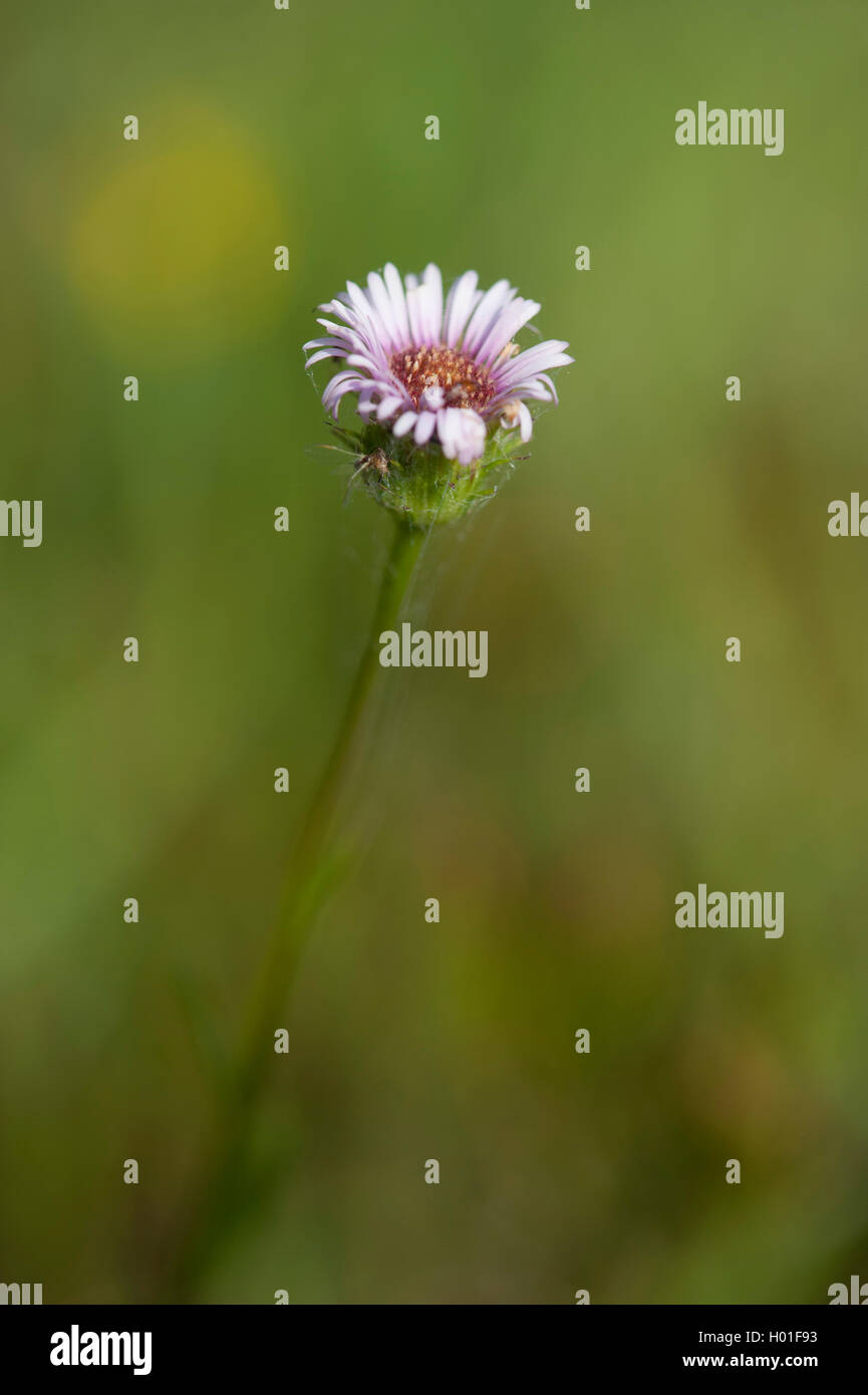 Variable fleabane (Erigeron glabratus), blooming, Germany Stock Photo