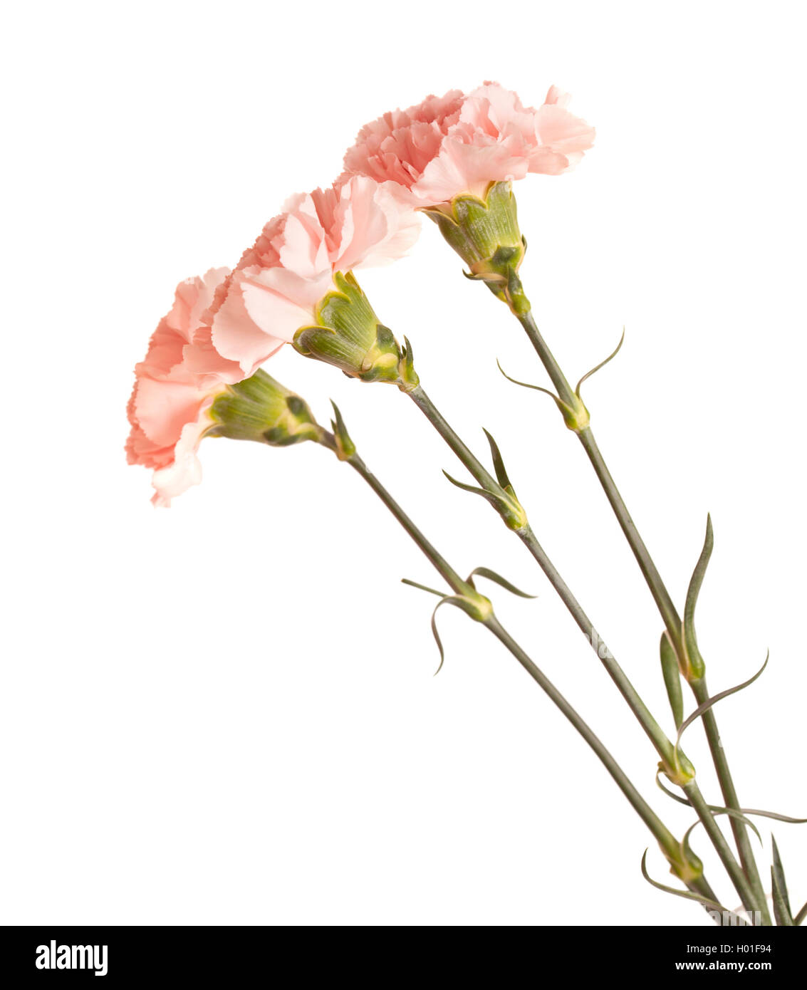 gentle pink carnation flower isolated on white background Stock Photo ...