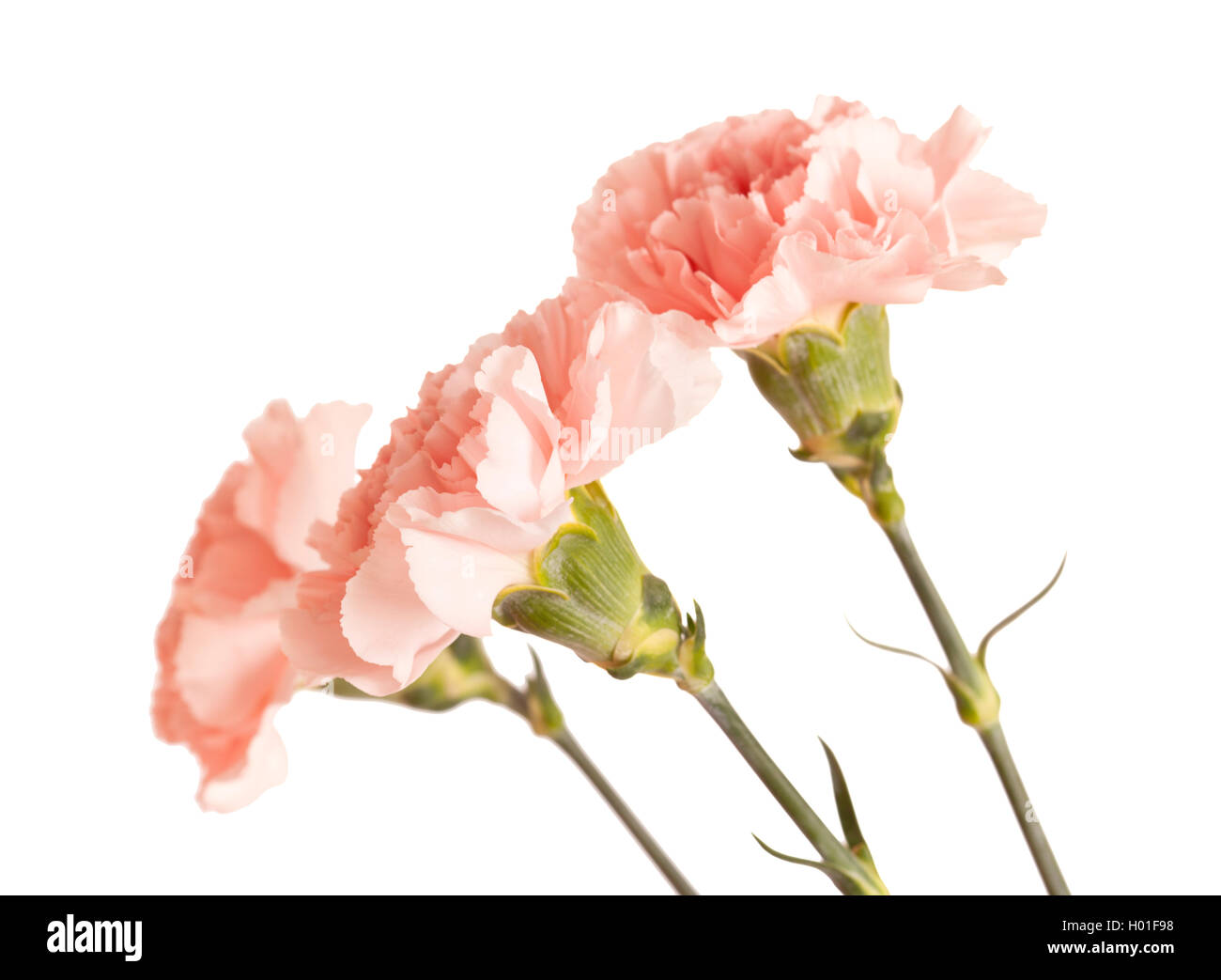 gentle pink carnation flower isolated on white background Stock Photo ...