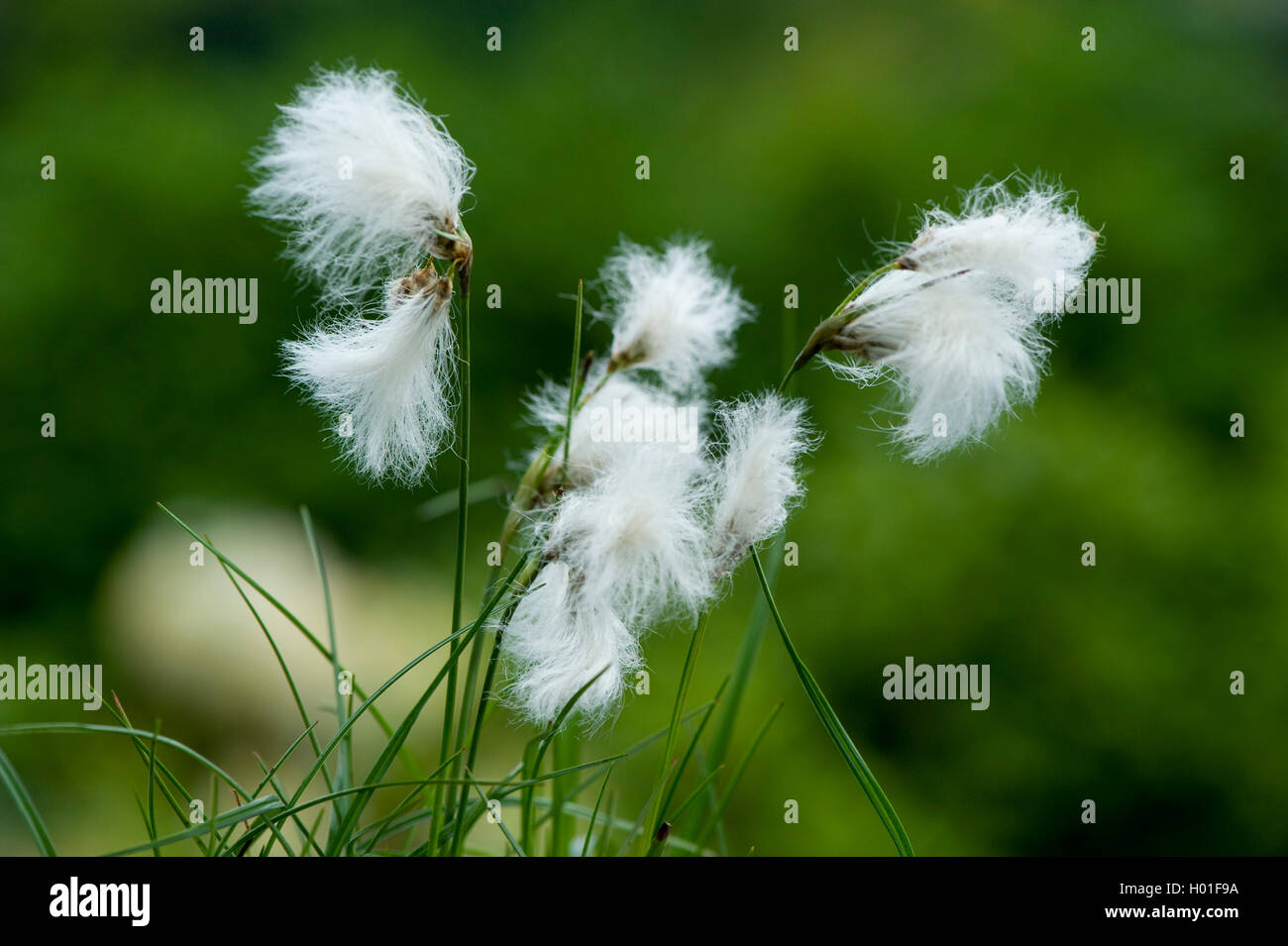 common cottongrass, narrowleaved cottongrass (Eriophorum