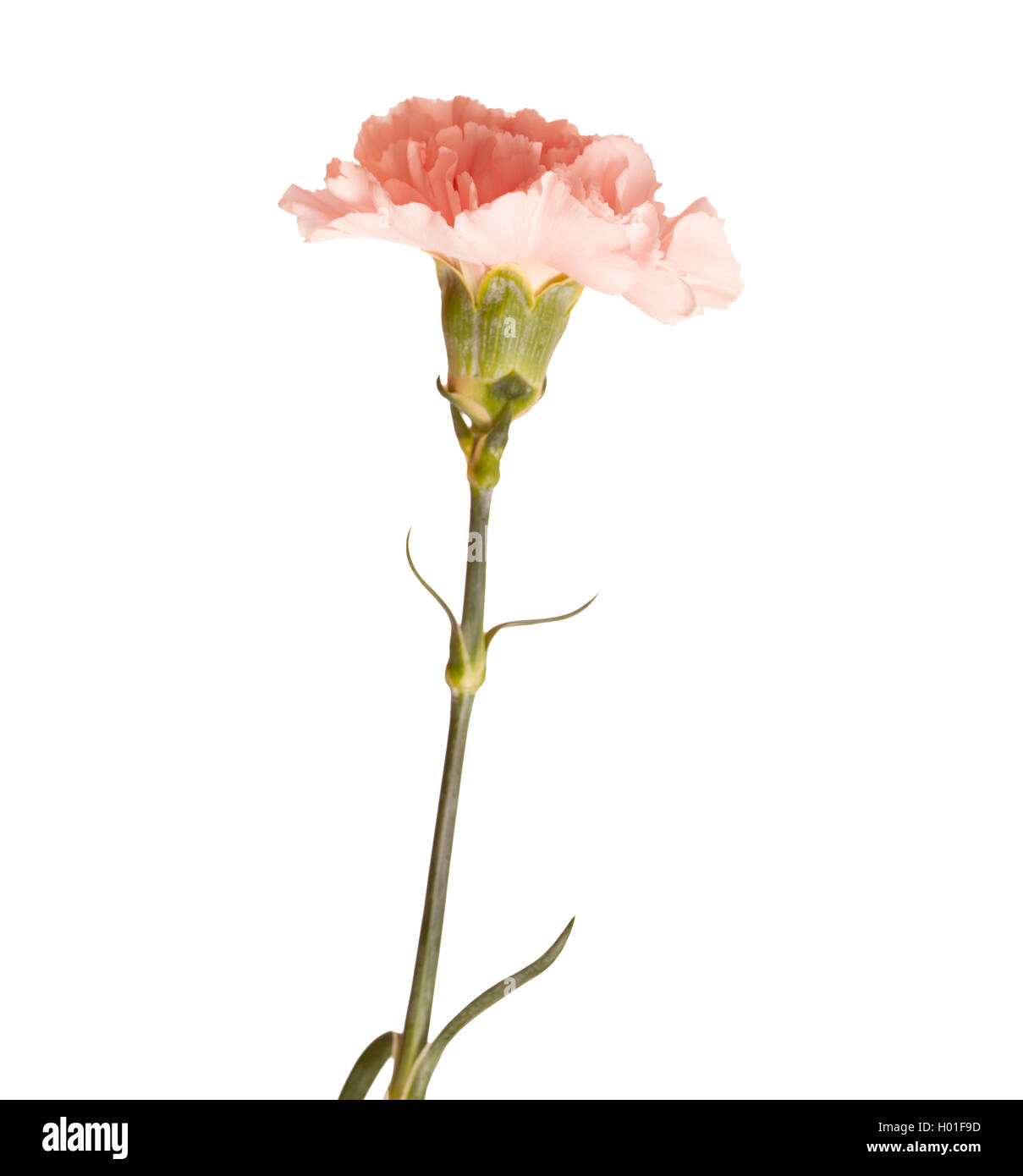 gentle pink carnation flower isolated on white background Stock Photo ...
