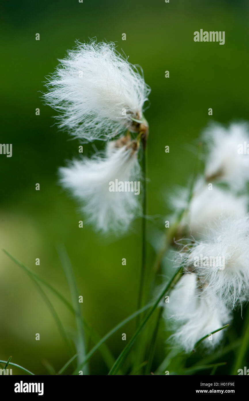 common cottongrass, narrowleaved cottongrass (Eriophorum