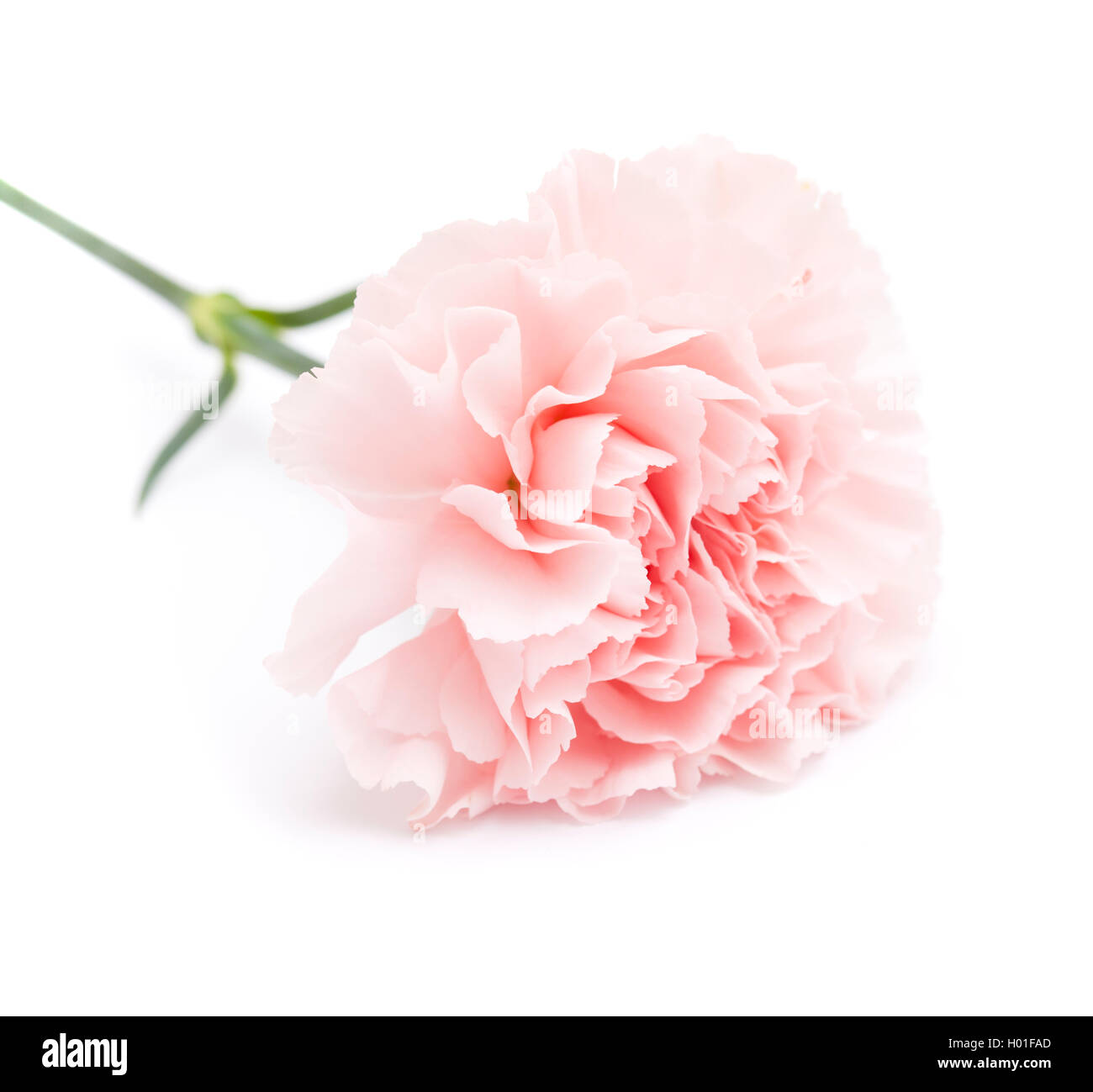 gentle pink carnation flower isolated on white background Stock Photo