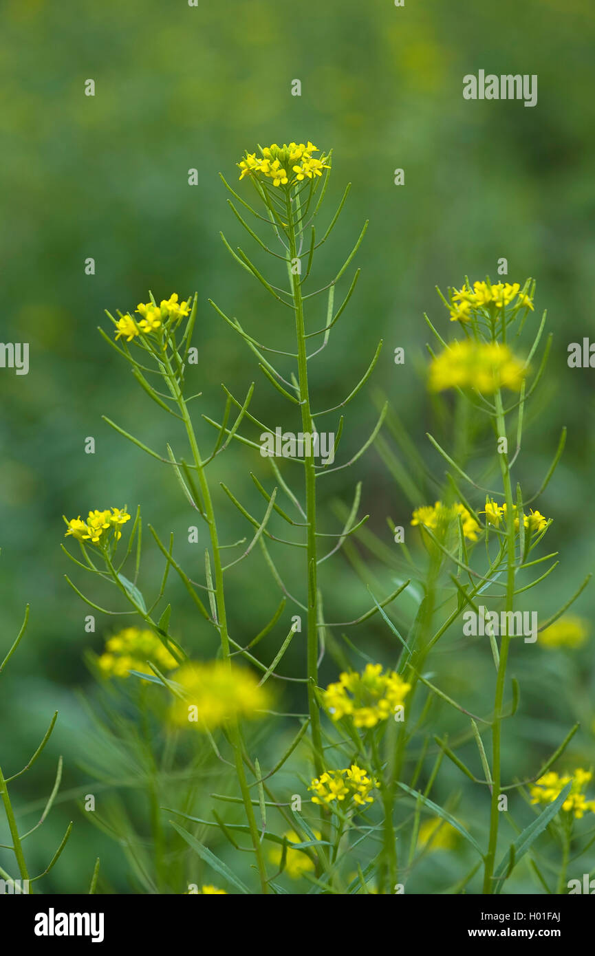 Treacle mustard, Wormseed mustard, Wallflower mustard, Worm-seed mustard (Erysimum cheiranthoides), blooming, Germany Stock Photo