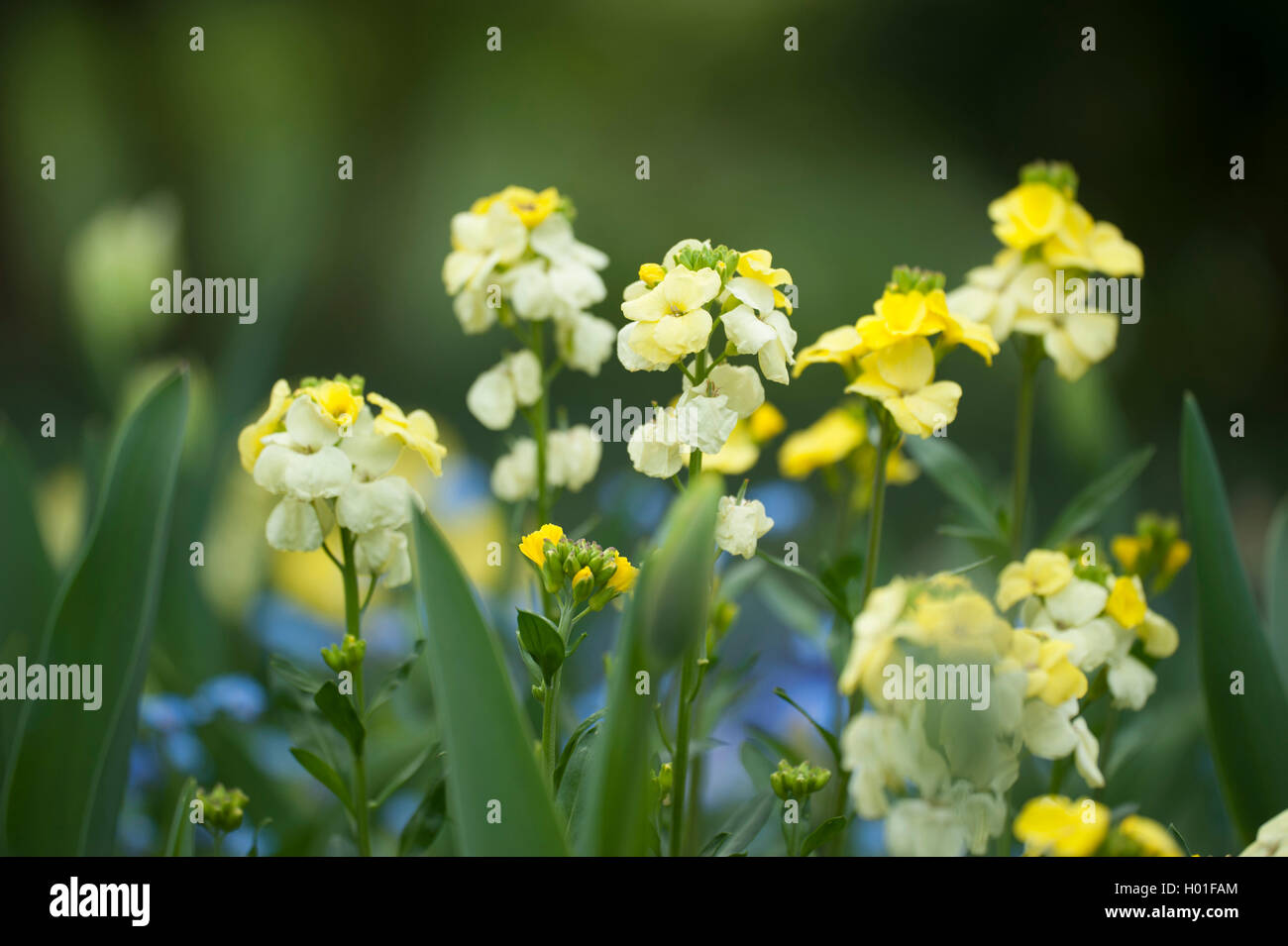 wallflower (Cheiranthus cheiri Primrose Dame, Erysimum cheiri Primrose Dame), cultivar Primrose Dame Stock Photo