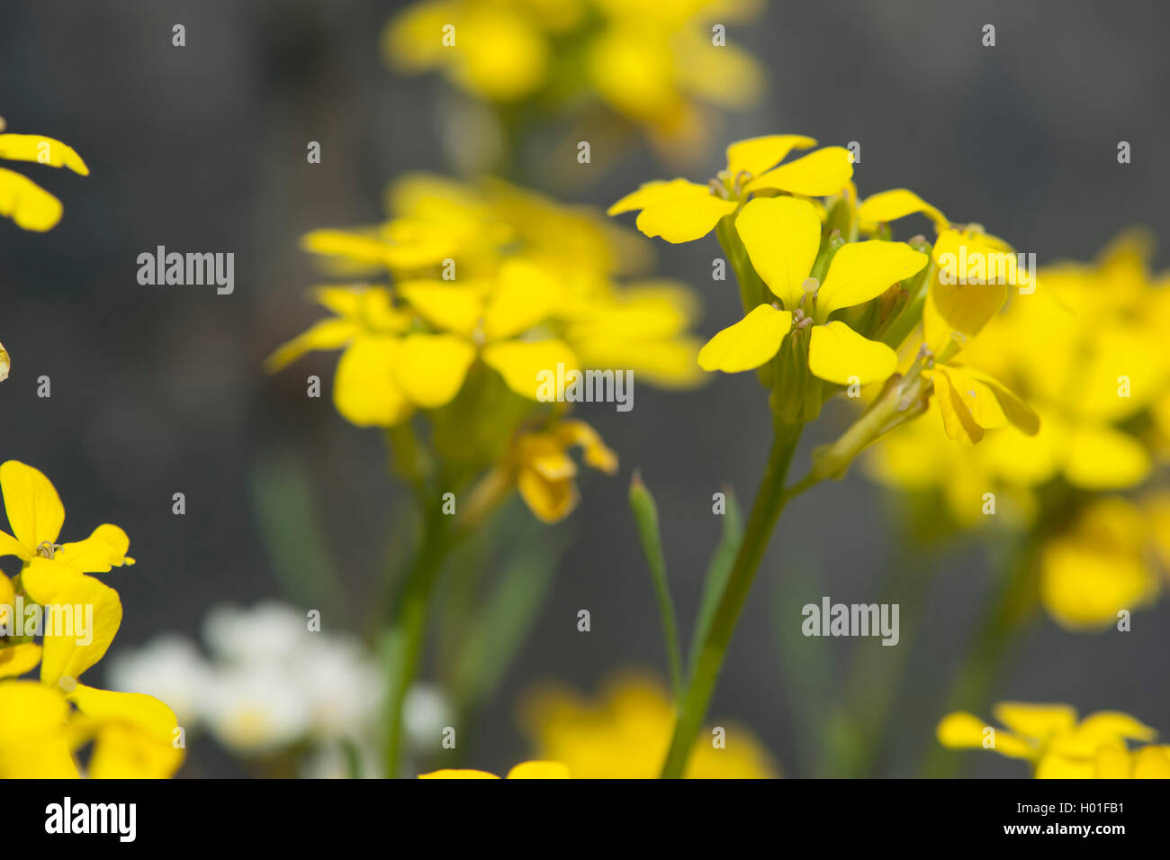 Rhaetian Treacle Mustard, Tufted Wallflower (Erysimum helveticum, Erysimum rhaeticum), blooming, Switzerland, BG W├£ Stock Photo