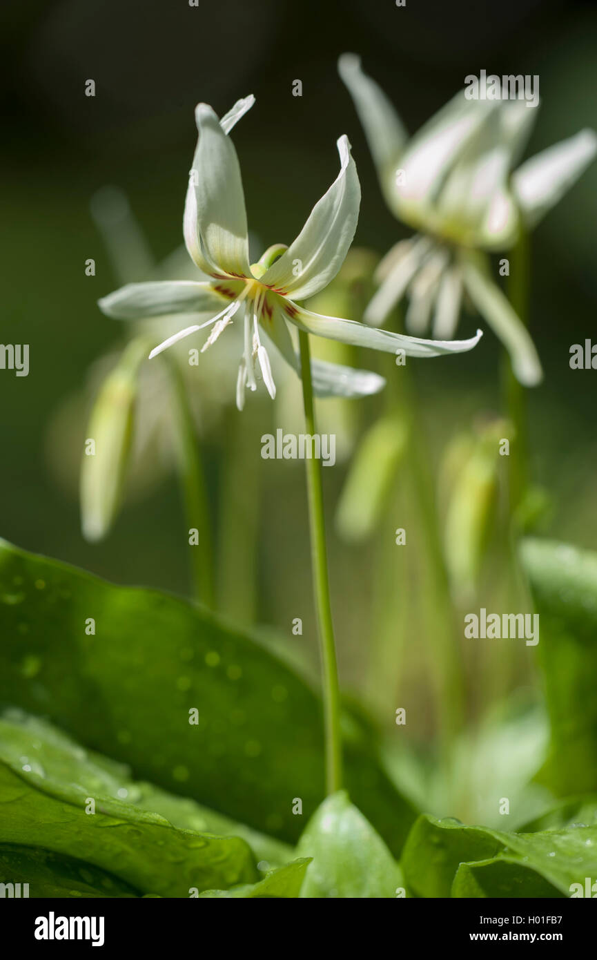 Dog's-tooth (Erythronium californicum), blooming Stock Photo