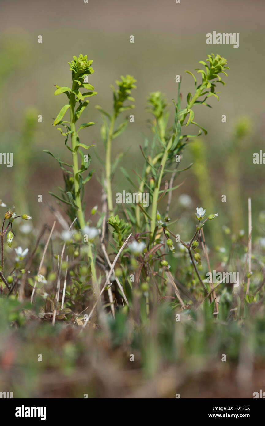 cypress spurge (Euphorbia cyparissias), with funghus Uromyces pisi, Sandwiese Alsbach Stock Photo