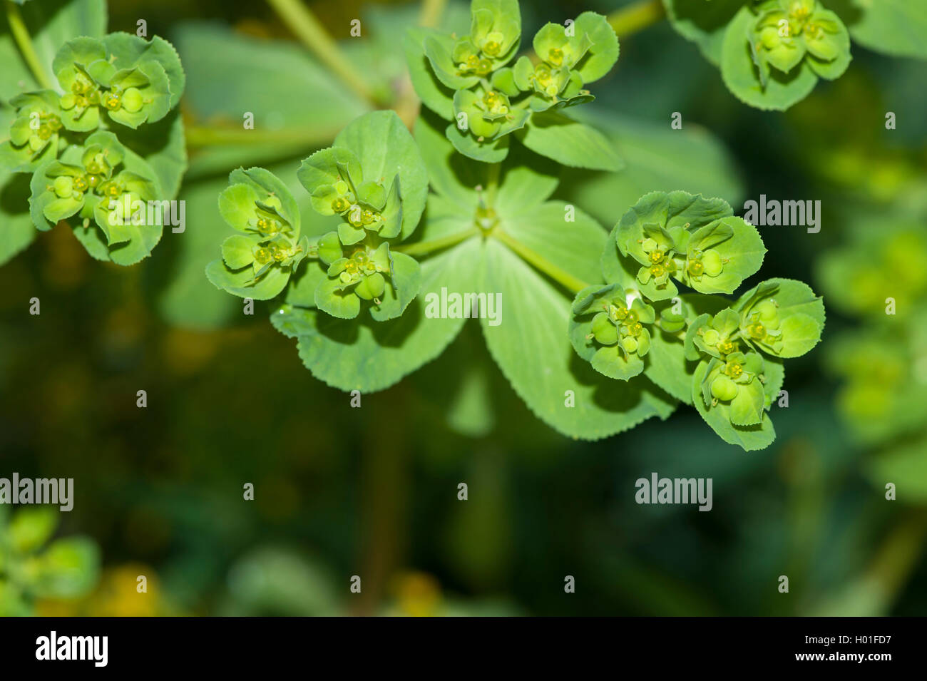 sun spurge, wartweed, summer spurge (Euphorbia helioscopia), blooming, Germany Stock Photo