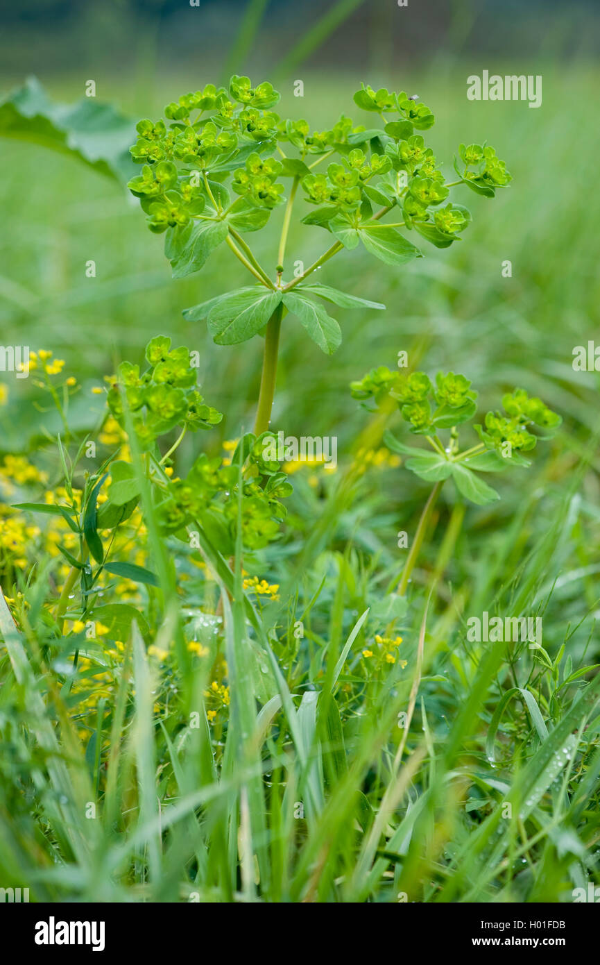 sun spurge, wartweed, summer spurge (Euphorbia helioscopia), blooming, Germany Stock Photo