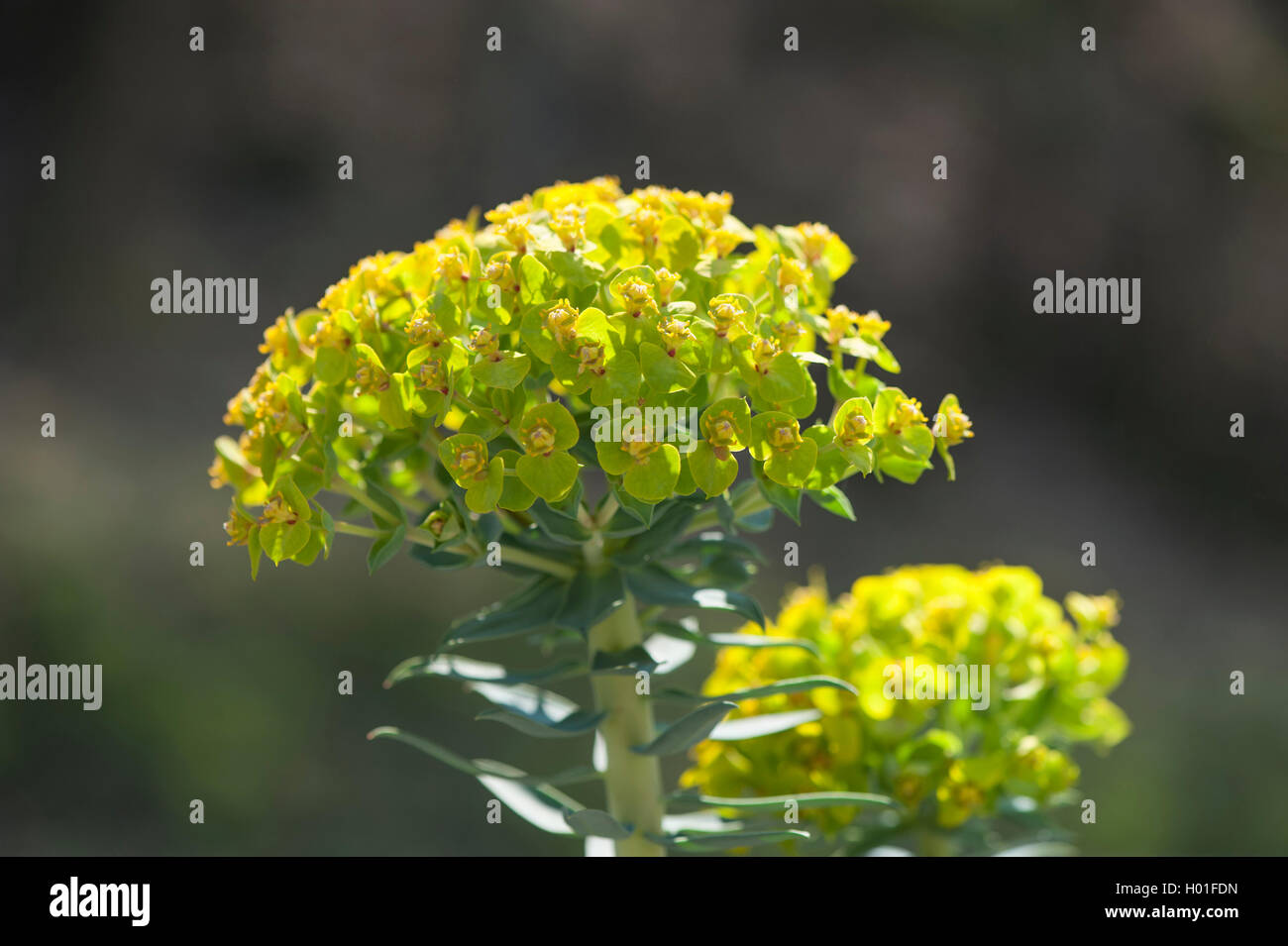 Creeping Spurge, Donkey Tail, Myrtle Spurge (Euphorbia myrsinites), blooming Stock Photo