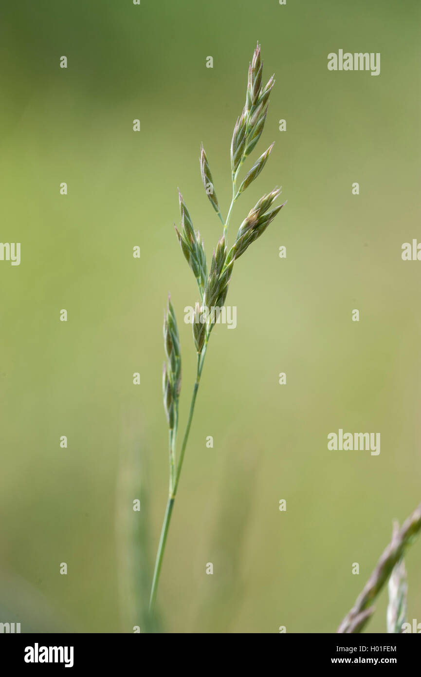 meadow fescue, rye grass (Festuca pratensis), panicle, Germany, BG MZ Stock Photo