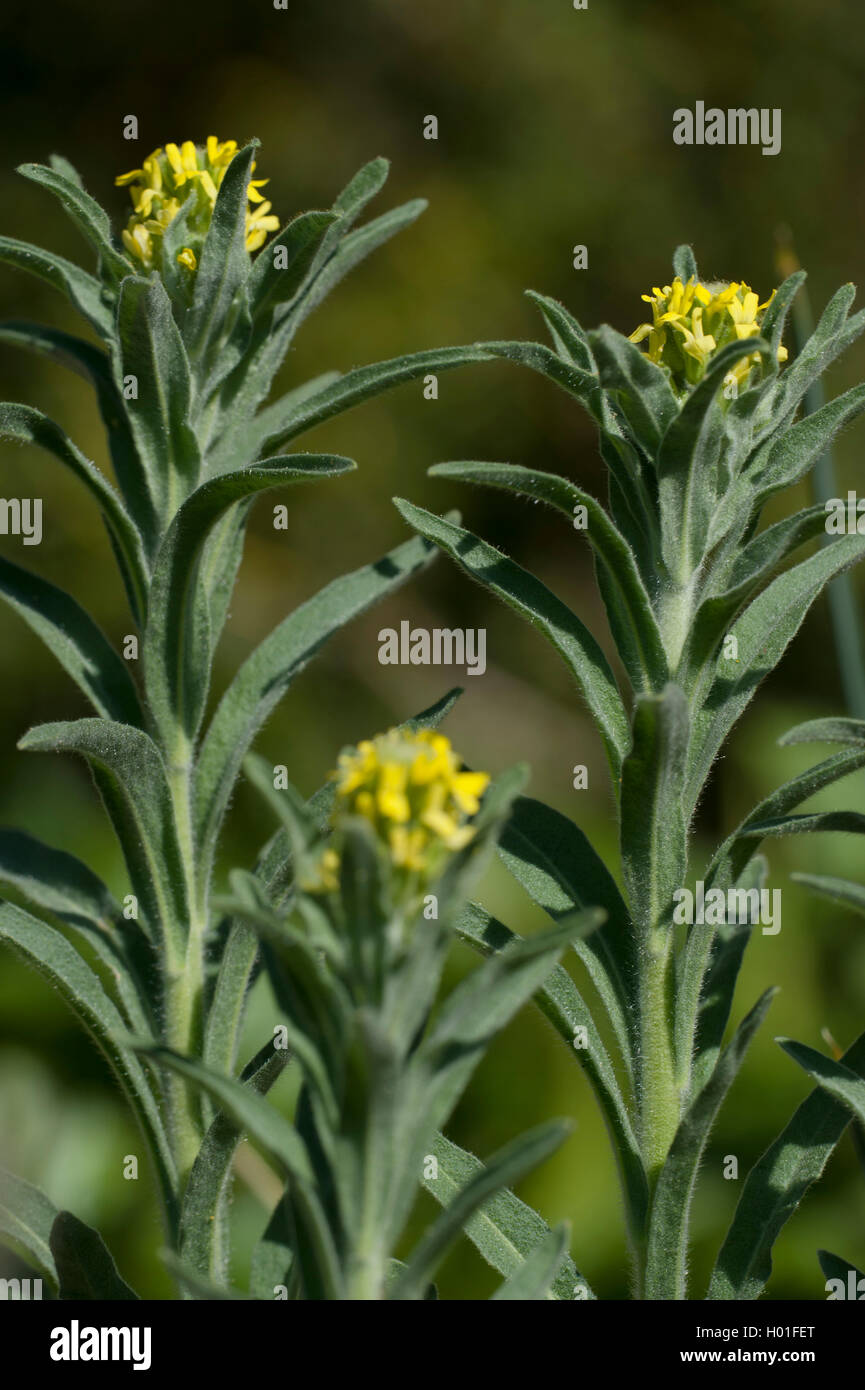 Roman Shield (Fibigia clypeata), blooming Stock Photo