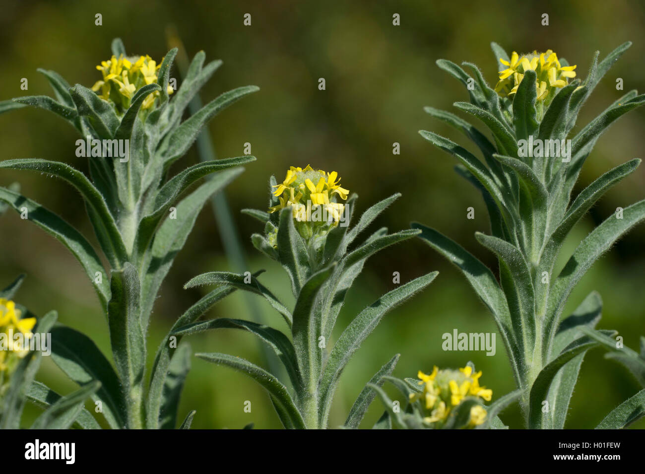 Roman Shield (Fibigia clypeata), blooming Stock Photo