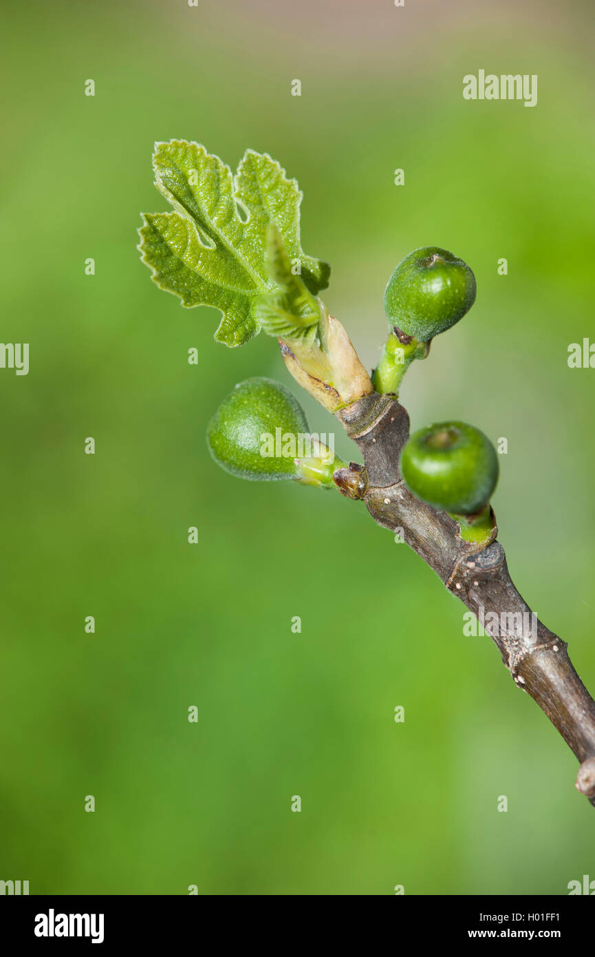 Edible fig, Common fig, Figtree (Ficus carica), branch with leaf and young fruits Stock Photo