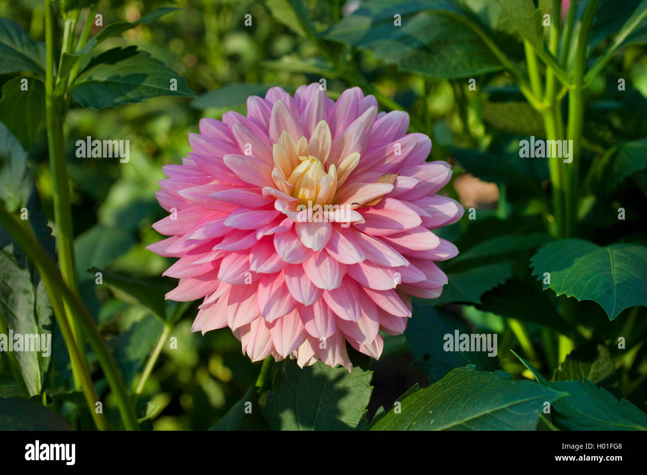 georgina (Dahlia 'Bel Amour', Dahlia Bel Amour), cultivar Bel Amour Stock Photo