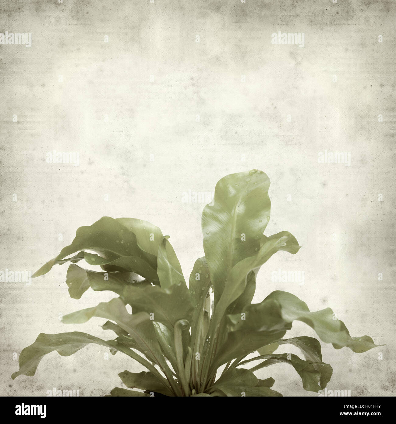 textured old paper background with bird nest fern plant Stock Photo