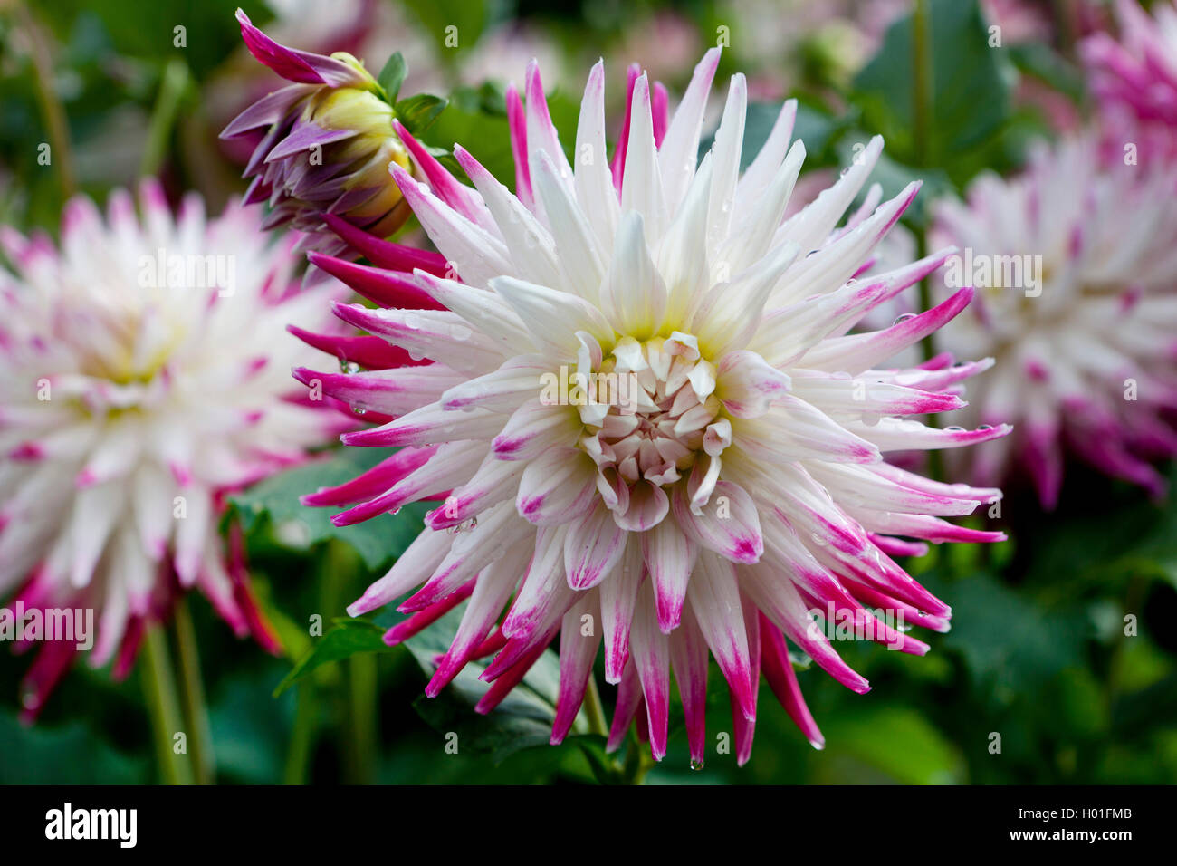 Garten-Dahlie, Gartendahlie (Dahlia 'Sorbet', Dahlia Sorbet), Sorte Sorbet | georgina (Dahlia 'Sorbet', Dahlia Sorbet), cultivar Stock Photo