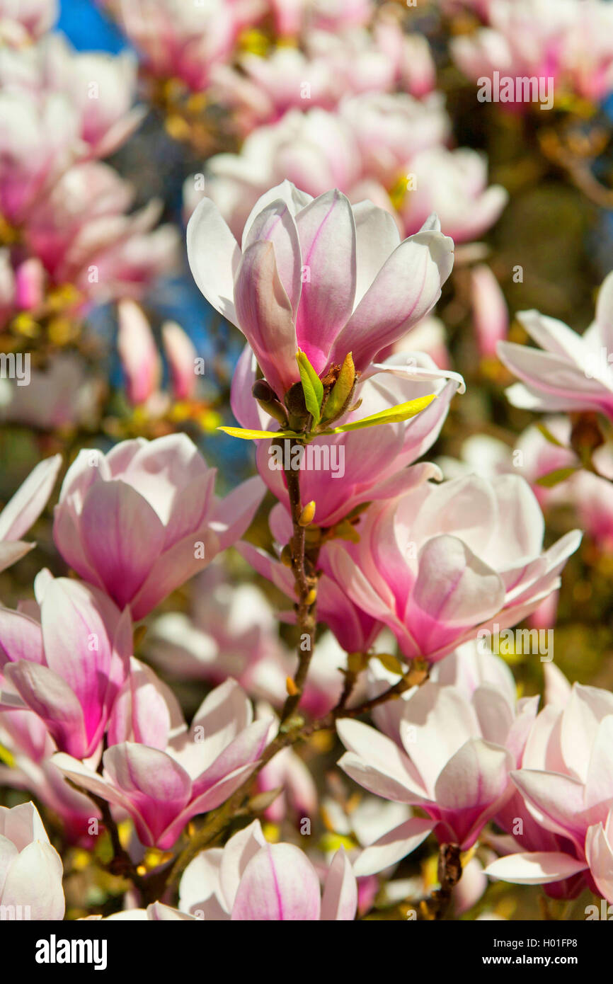 magnolia (Magnolia spec.), blooming magnolia Stock Photo - Alamy