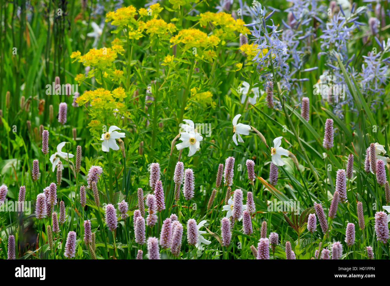 Weisse Narzisse, Dichter-Narzisse, Dichternarzisse (Narcissus poeticus), im Blumenbeet mit Schlangenknoeterich und Wolfsmilch |  Stock Photo