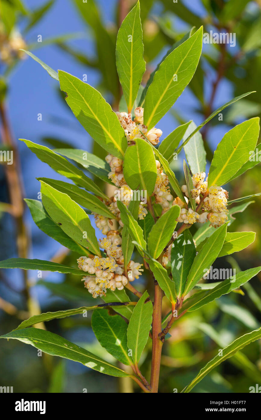 sweet bay laurel, bay tree, sweet bay (Laurus nobilis), blooming branch Stock Photo