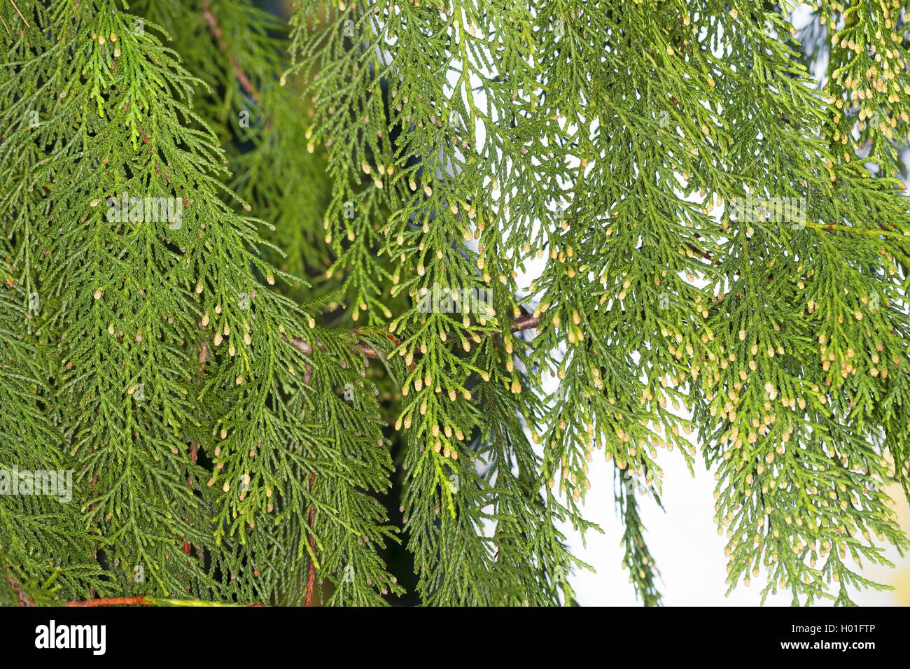 Yellow-cedar (Cupressus nootkatensis Chamaecyparis nootkatensis), branch with male flowers - Stock Image