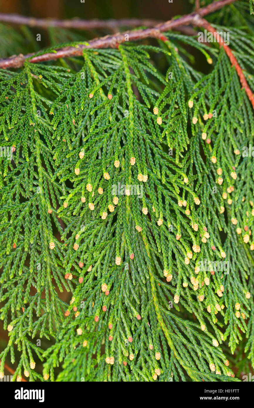Yellow-cedar (Cupressus nootkatensis Chamaecyparis nootkatensis), branch with male flowers Stock Photo