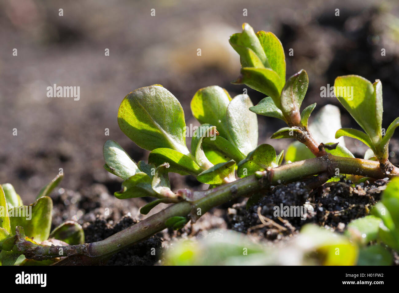 creeping jenny, moneywort (Lysimachia nummularia), shooting leaves, Germany Stock Photo